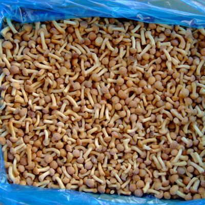 ফল ফ্রিজ মাশরুম আইকিউএফ ফ্রিজ নামেকো