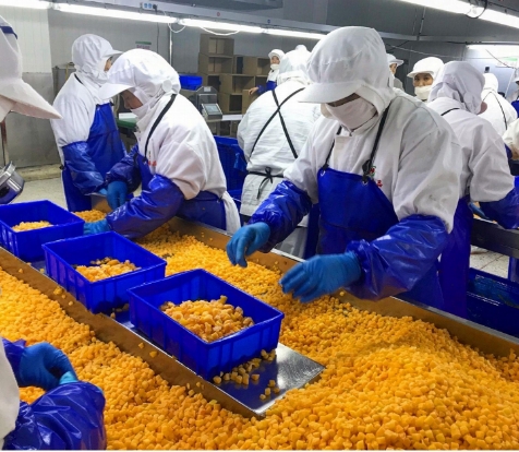 আইকিউএফ জৈব হলুদ পীচ ডাইস বাল্ক প্যাকেজড হিমায়িত ফল জল পাল্প সম্পূর্ণ টুকরা এবং অর্ধেক মিষ্টি স্বাদ সংরক্ষিত 8