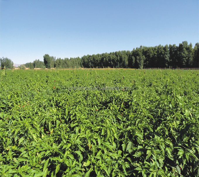 আইকিউএফ জৈব হলুদ পীচ অর্ধেক হিমায়িত ফল মিষ্টি স্বাদ বাল্ক প্যাকেজ সংরক্ষিত জল পাল্প সম্পূর্ণ কিউব ডাইস অর্ধেক উপলব্ধ 9