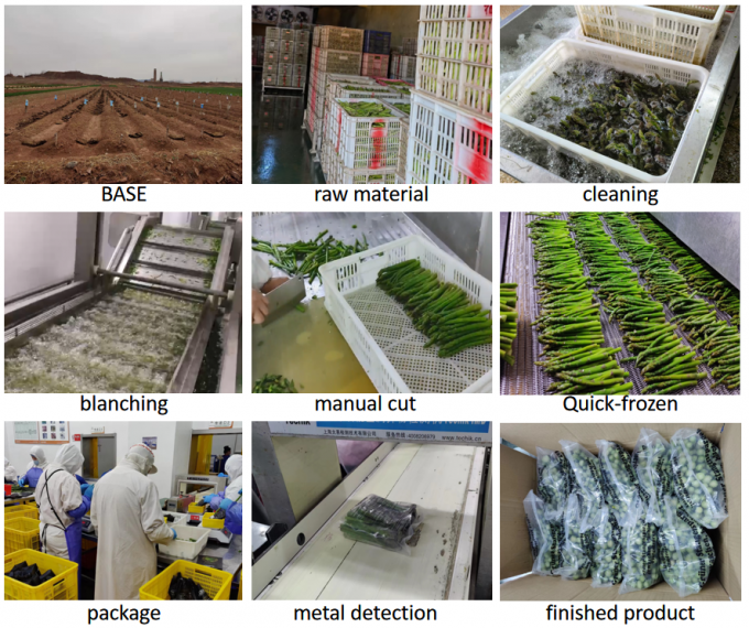 শতমূলের কান্ড এসপারাগোস এসপারগোস হিমায়িত সবজি আইকিউএফ হিমায়িত সবুজ শতমূল বীজ এ গ্রেড বাল্ক প্যাকেজিং শতমূলের দাম 4