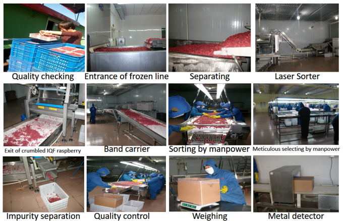 রপ্তানির জন্য প্রস্তুতকারকের কারখানার দাম আইকিউএফ উচ্চ মানের তাজা খাবার হিমায়িত রাস্পবেরি সার্বিয়া 3