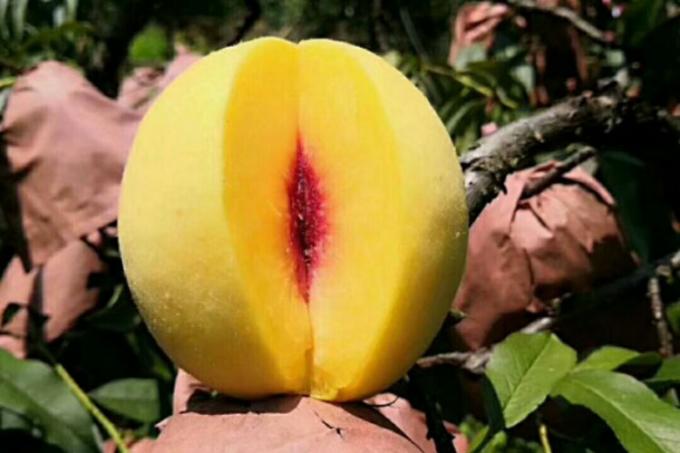 আইকিউএফ জৈব হলুদ পীচ অর্ধেক হিমায়িত ফল মিষ্টি স্বাদ বাল্ক প্যাকেজ সংরক্ষিত জল পাল্প সম্পূর্ণ কিউব ডাইস অর্ধেক উপলব্ধ 1