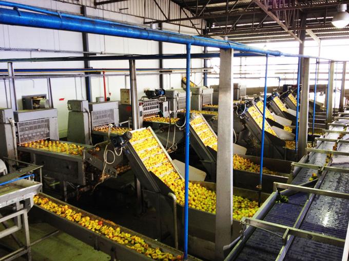 উচ্চ মানের আইকিউএফ হিমায়িত আপেল অর্ধেক পাইকারি এবং খুচরা জন্য গরম বিক্রয় কারখানা মূল্য জল সংরক্ষণ বাল্ক প্যাকেজিং 4