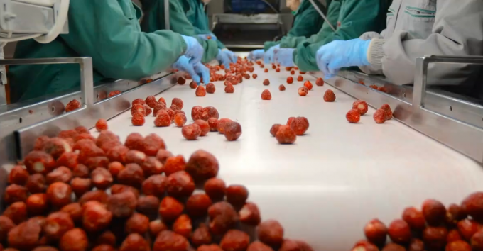 উচ্চ মানের আইকিউএফ হিমায়িত আপেল অর্ধেক পাইকারি এবং খুচরা জন্য গরম বিক্রয় কারখানা মূল্য জল সংরক্ষণ বাল্ক প্যাকেজিং 3