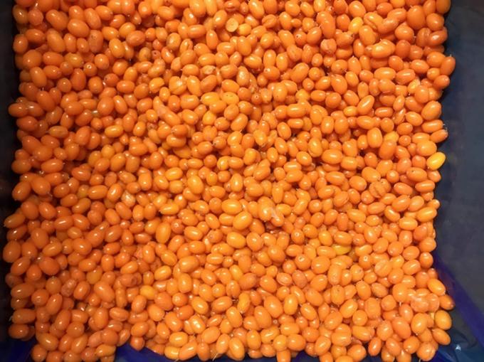 উৎপত্তি চীন IQF তাজা হিমায়িত বন্য সি- buckthorn প্রথম শ্রেণীর সি- buckthorn লিংগনবেরি রাস্পবেরি, ব্লুবেরি মিশ্রিত বেরি 3