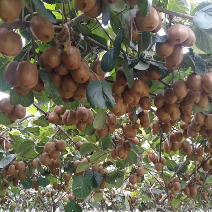 কিউই ফল ফ্রিজ ফ্রিজ কিউই বল গুণমান প্রাকৃতিক 2