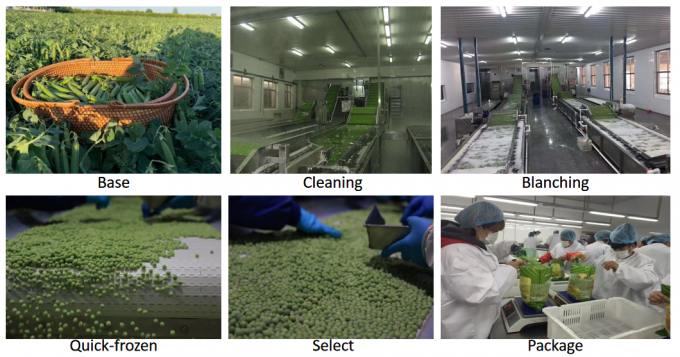 বাল্ক খুচরা বিক্রেতা আইকিউএফ হিমায়িত সবুজ মটরশুটি ১০ কেজি ৪০০ গ্রাম প্যাকড 3